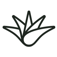 Simple black line drawing of an aloe vera plant on a white background